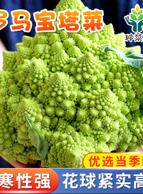 罗马宝塔菜种子紫色菜花高产花菜法国进口四季种植春季耐霜蔬菜