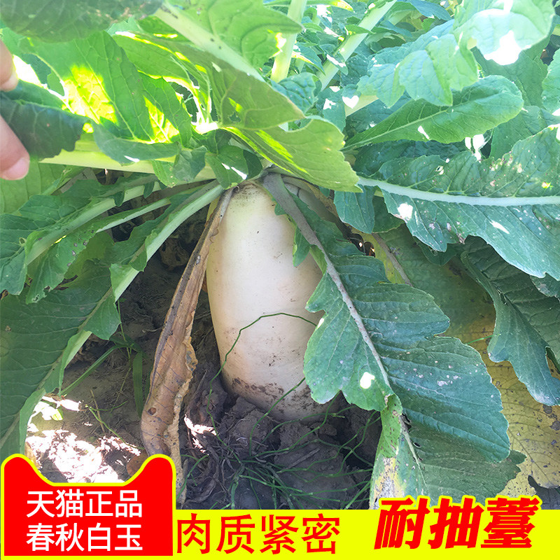 春秋白玉萝卜萝卜籽大萝卜水果籽种水萝卜种子种籽大全蔬菜子种孑