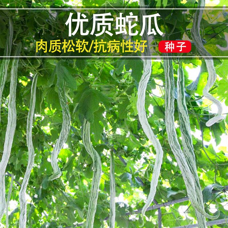 蛇瓜种子苗四季春秋蔬菜孑超长丝瓜南方蛇豆角阳台盆栽菜园种植
