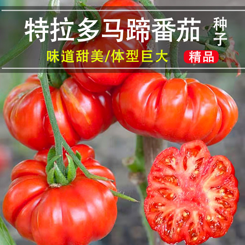 特拉多马蹄番茄种子牛排西红柿种籽四季春秋季阳台盆栽农家蔬菜孑
