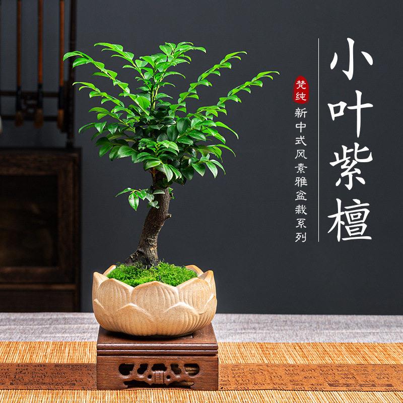 【下单立减50】小叶紫檀盆栽室内桌面花卉植物老桩四季好养_YZ