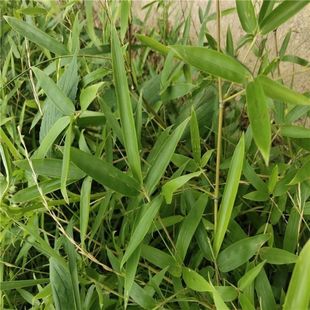 现摘新鲜竹子叶 深山天然竹叶茶 楠竹叶 嫩竹叶 真毛竹叶子特价