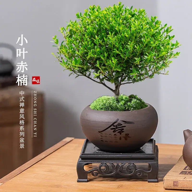 小叶赤楠老桩盆栽盆景植物室内