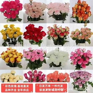 彩色单头玫瑰云南基地鲜花直批花束花材家用插花新年鲜花