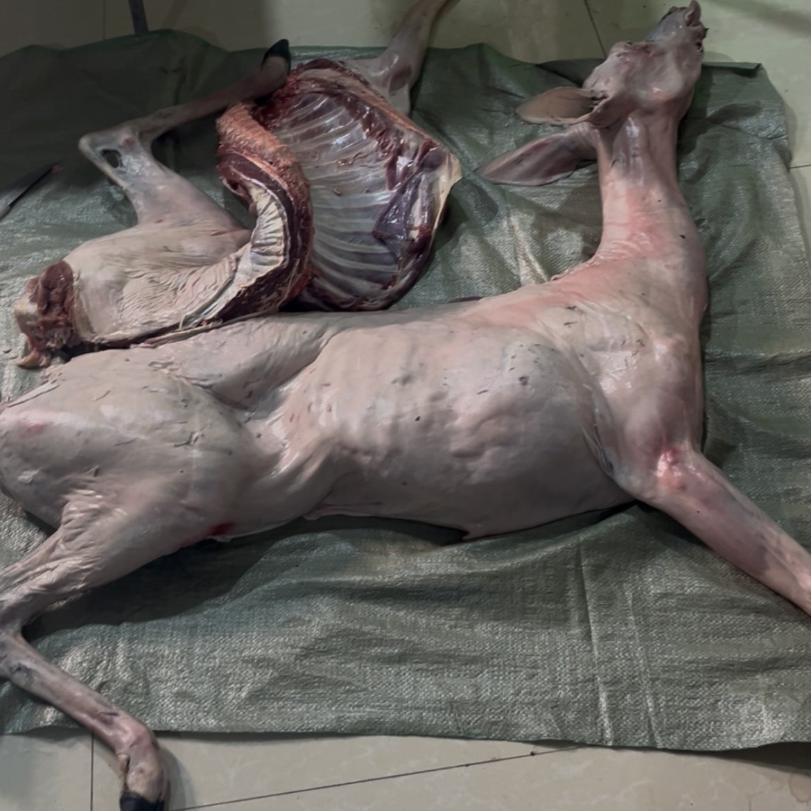 鹿肉梅花鹿肉东北吉林新鲜现杀整只带皮带筋鹿腿肉鹿排骨鹿肉空运