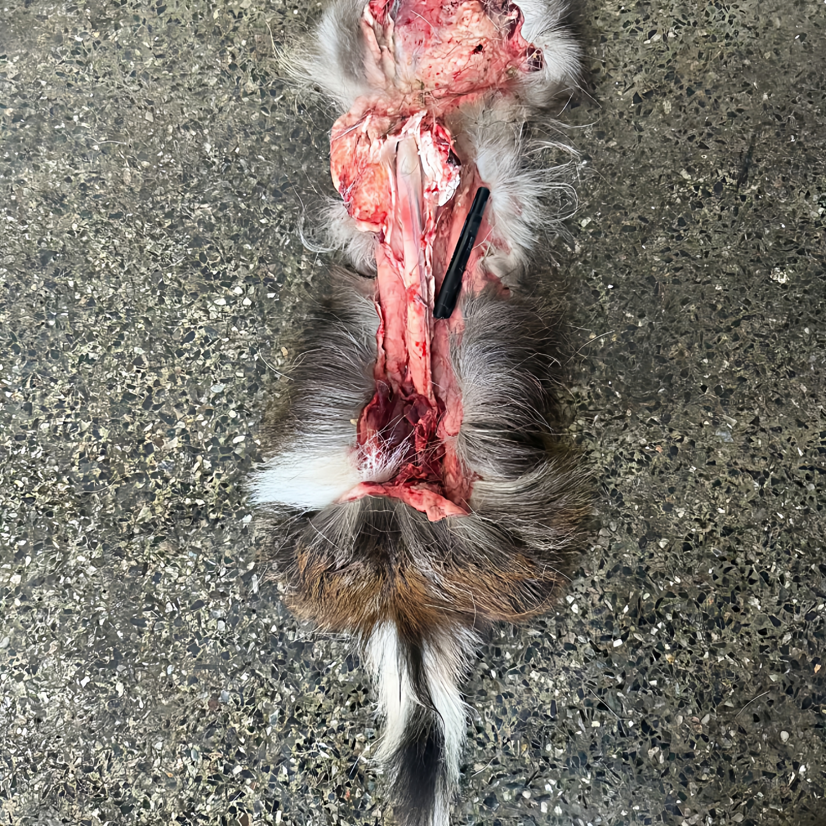 鹿鞭整根梅花鹿鞭带睾丸