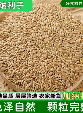 新货加纳利子鸟粮鸟食油鹦鹉5斤尖粟白尖金丝雀仔草庐籽农家种植