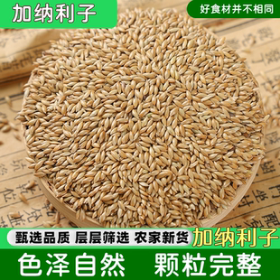 新货加纳利子鸟粮鸟食油鹦鹉5斤尖粟白尖金丝雀仔草庐籽农家种植