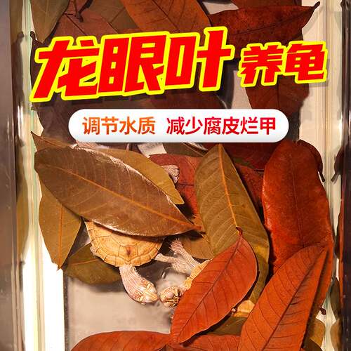 免煮乌龟龙眼叶腐皮烂甲改善水质