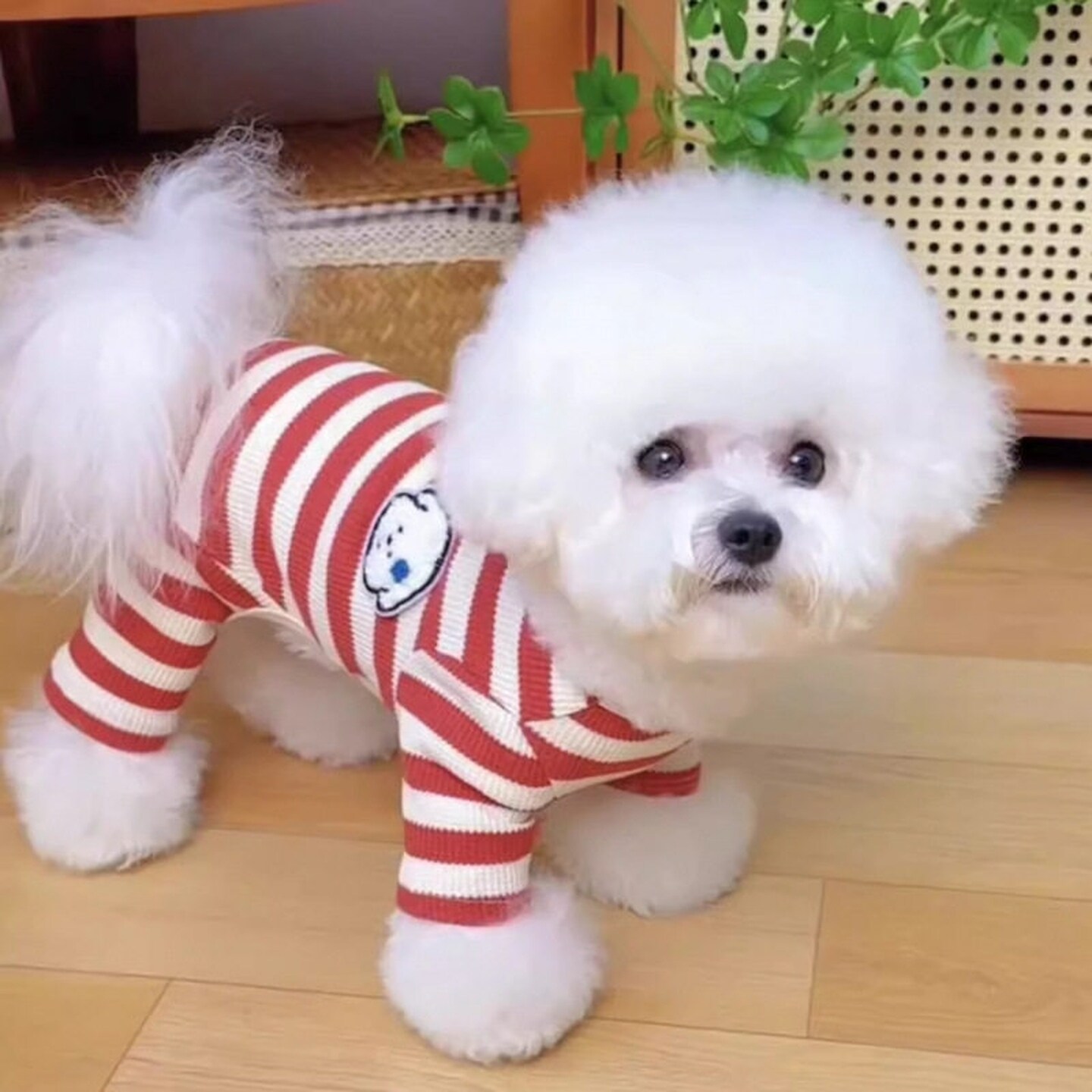 宠物狗衣服带牵引扣薄款条纹四脚家居服泰迪比熊小型犬狗狗打底