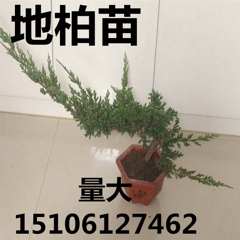 沙地柏苗爬地柏盆景长青素材造型用铺地柏苗直销基地柏桩小苗包邮