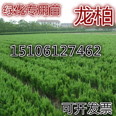 绿化苗木四季常青龙柏苗