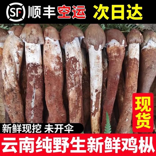 云南野生鸡枞菌26年新货
