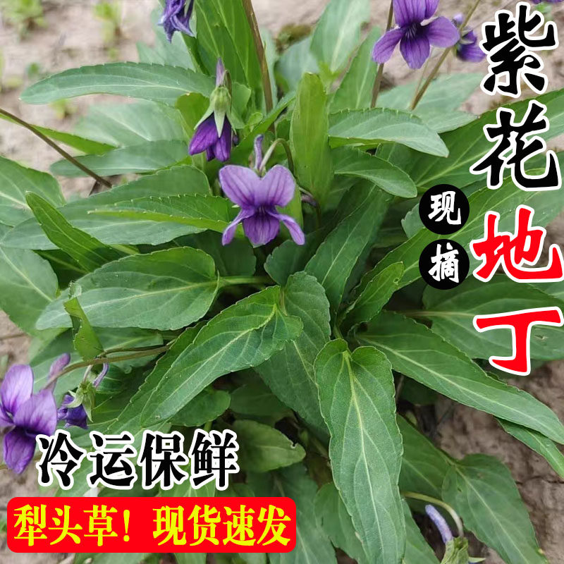 四川新鲜紫花地丁花苗野生犁头草铧头草应季野菜泡茶带根现挖现发