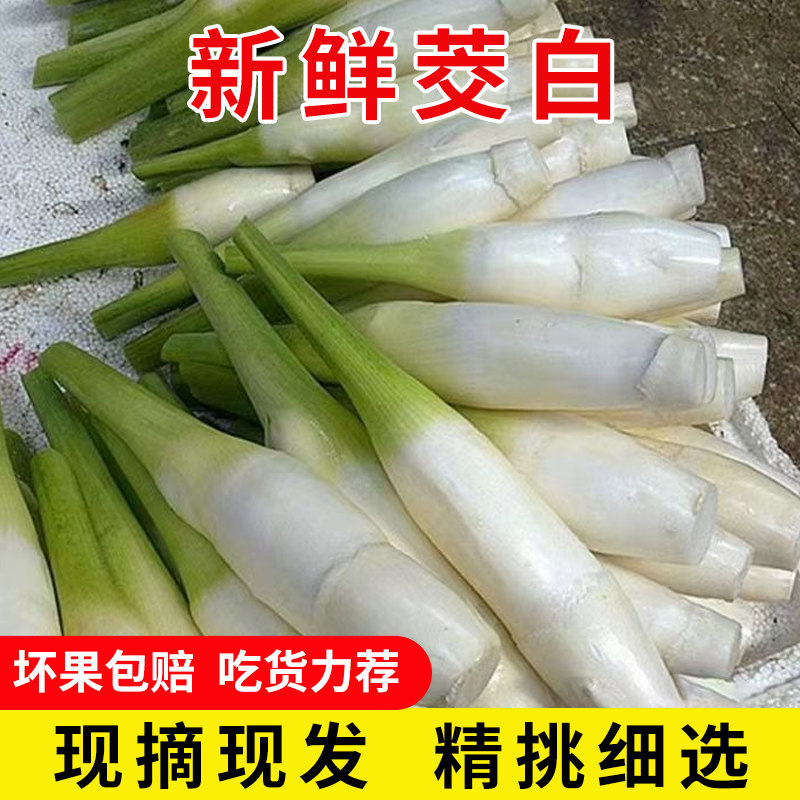 茭白新鲜当季蔬菜现摘茭瓜浙江茭白笋高山交胶白时令野生应季批发