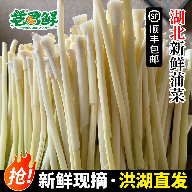 蒲菜新鲜包邮现摘蒲草芯蒲儿菜蒲笋当季野生篙菜湖北洪湖特产时令