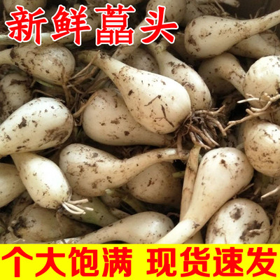 新鲜藠头现挖荞头农家蔬菜包邮