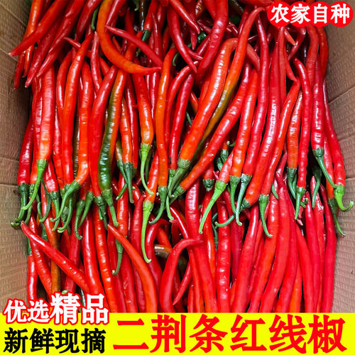 贵州红辣椒新鲜现摘二荆条辣椒