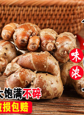 沙姜新鲜包邮农家现挖白切鸡配料