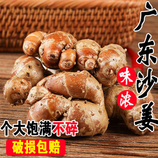 沙姜新鲜包邮现挖 广东本地红葱头茂名砂姜蔬菜山姜农产品猪脚姜