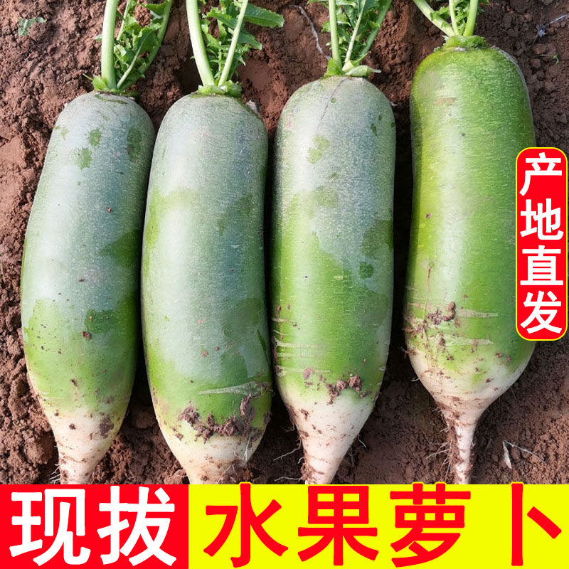 新鲜现拔潍坊水果萝卜甜脆水果型潍县沙窝青萝卜蔬菜生吃山东5斤