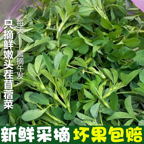 苜蓿菜新鲜现摘食用现摘野菜