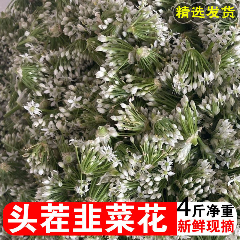 韭菜花新鲜现摘山东头茬嫩韭花酱肚包肉蘸料花骨朵苞批发野生蔬菜