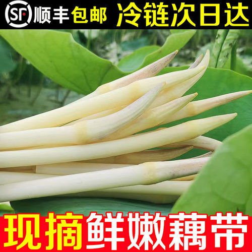 顺丰包邮野生藕带现挖新鲜藕尖
