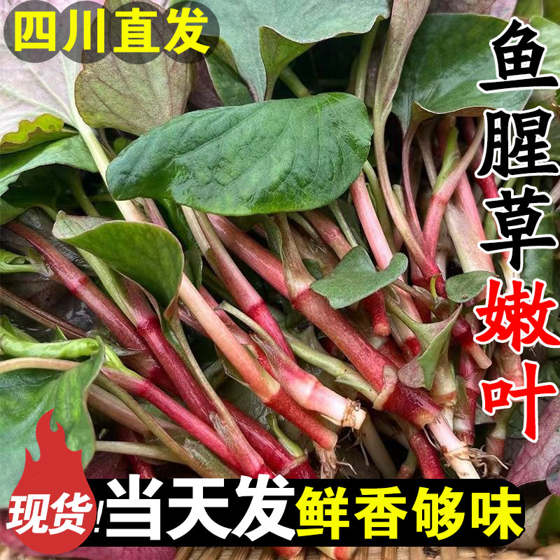 四川折耳根新鲜鱼腥草叶子嫩芽嫩叶农家当季蔬菜节节根侧耳根凉拌