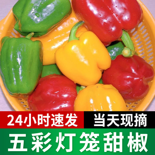 水果彩椒新鲜生吃甜椒现摘蔬菜