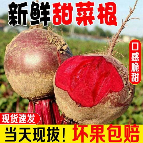 2025年新鲜甜菜根红菜头农家现挖