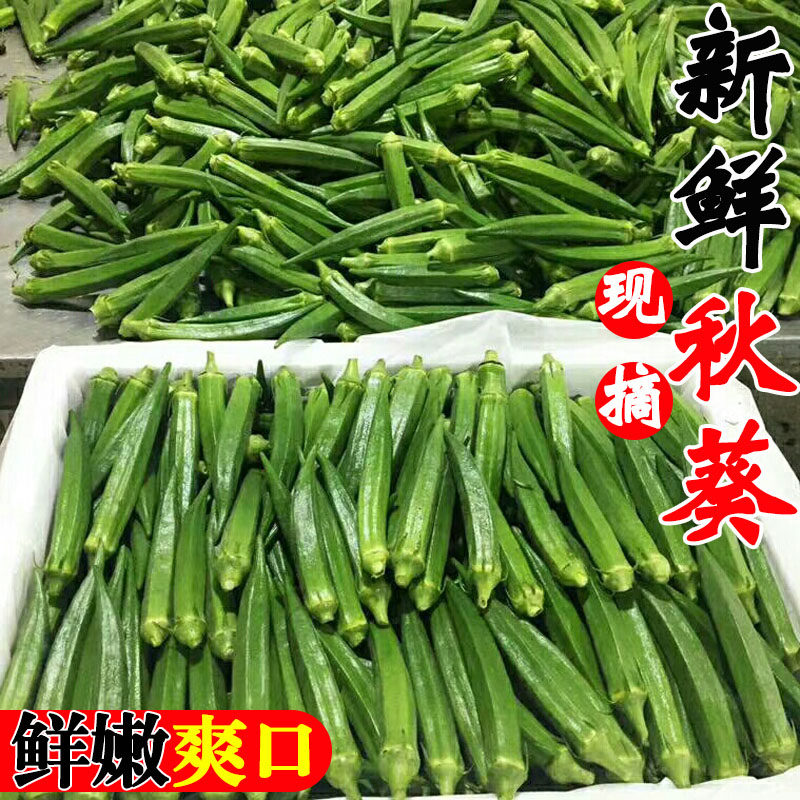 现摘秋葵新鲜蔬菜食用脆嫩当季水果时令黄秋葵包邮农家露天种植