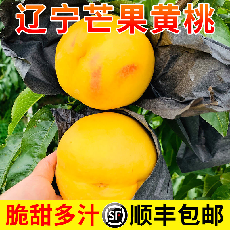 丹东黄金蜜桃现摘新鲜水果整箱东北黄桃大油桃子大连芒果桃礼盒装