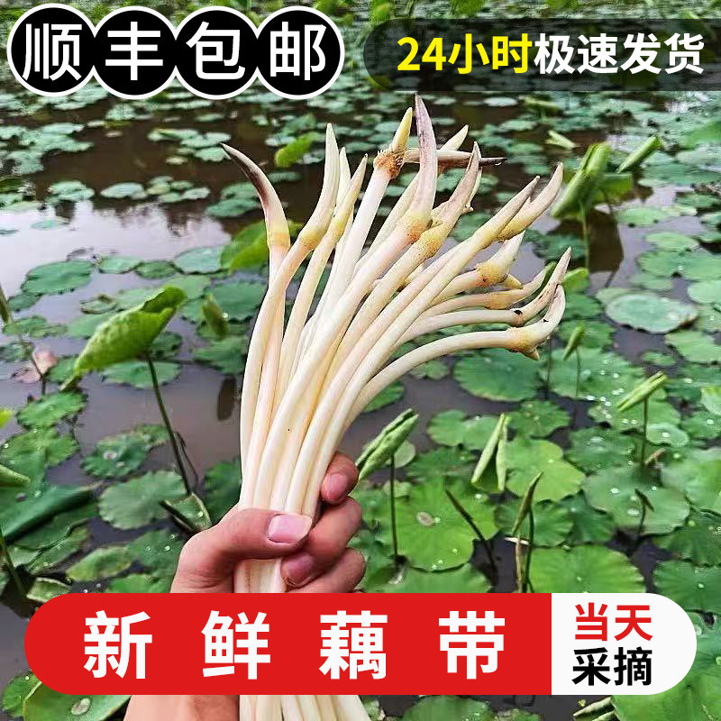 藕带新鲜当季的藕杆藕尖食用蔬菜旱藕梢野生洪湖莲藕肠子现挖3斤