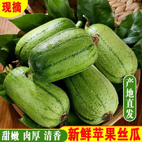 新鲜苹果丝瓜短棒肉丝瓜现摘蔬菜