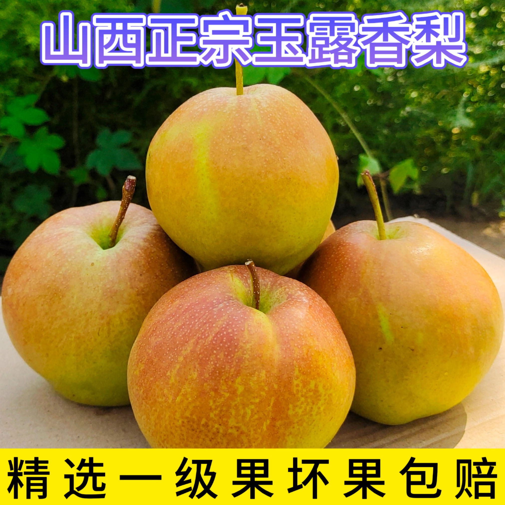梨2025正宗山西玉露香梨脆甜酥梨