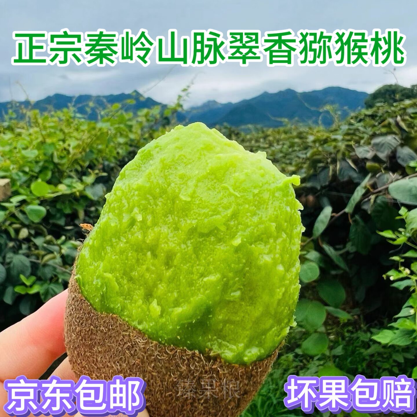 京东包邮陕西周至翠香猕猴香甜可口现摘现发坏果包赔