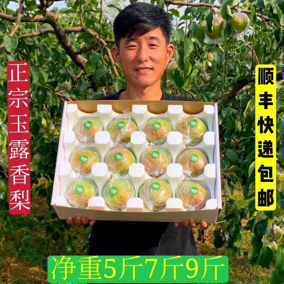 梨正宗山西玉露香梨脆甜脆梨酥梨