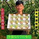 正宗山西玉露香梨酥梨新鲜水果脆甜多汁孕妇精选一级果5斤9斤 包邮