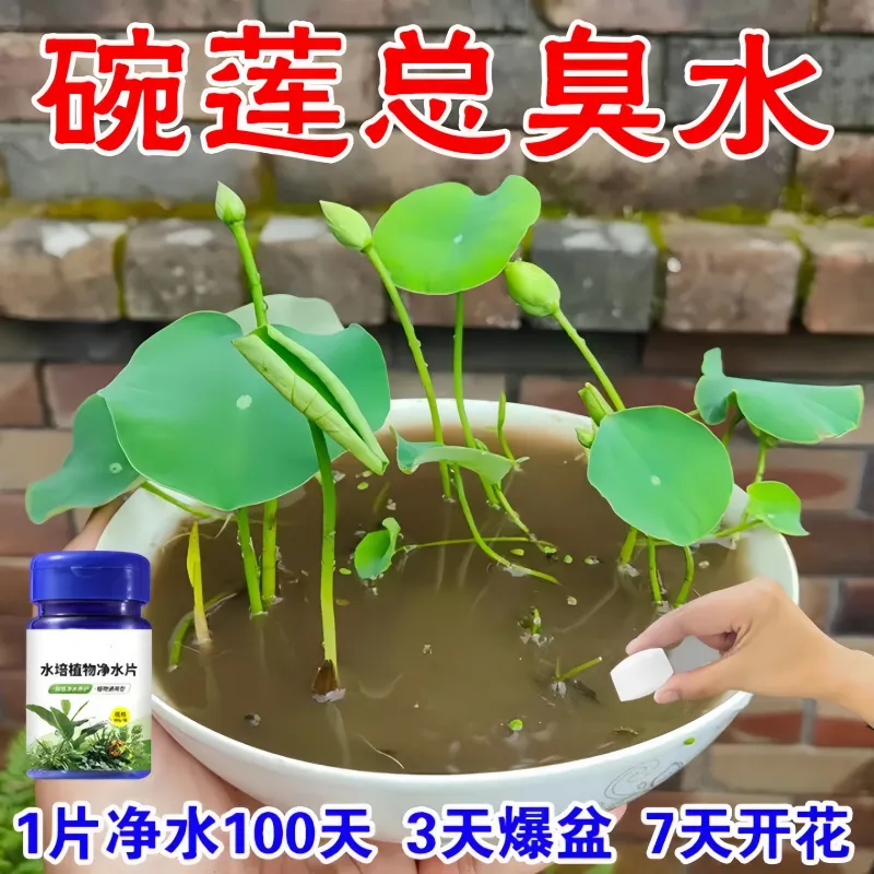富贵竹碗莲净化水质防臭净水片