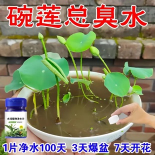 富贵竹碗莲净水剂花卉保鲜剂鲜花防黄叶消毒片水培植物专用净水片