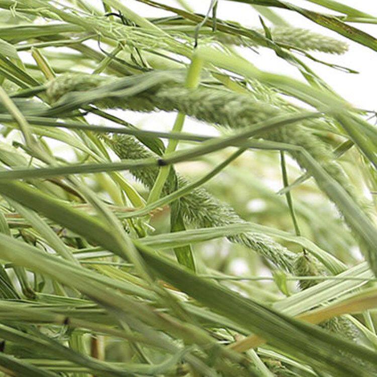 天然晒干提摩西草兔兔干草荷兰猪豚鼠龙猫零食侏儒兔粮1-3月幼兔