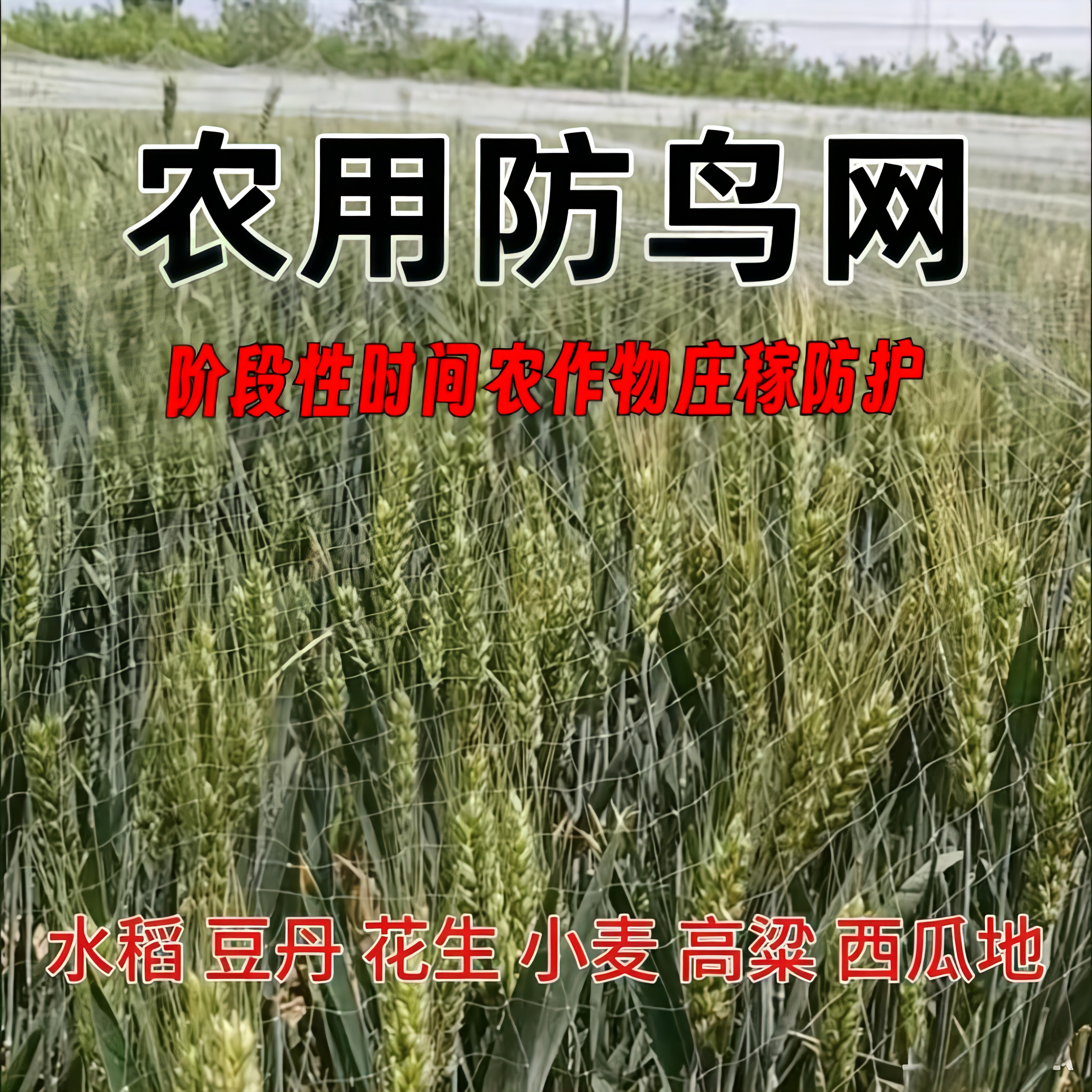 农用防鸟网豆丹水稻果园大棚