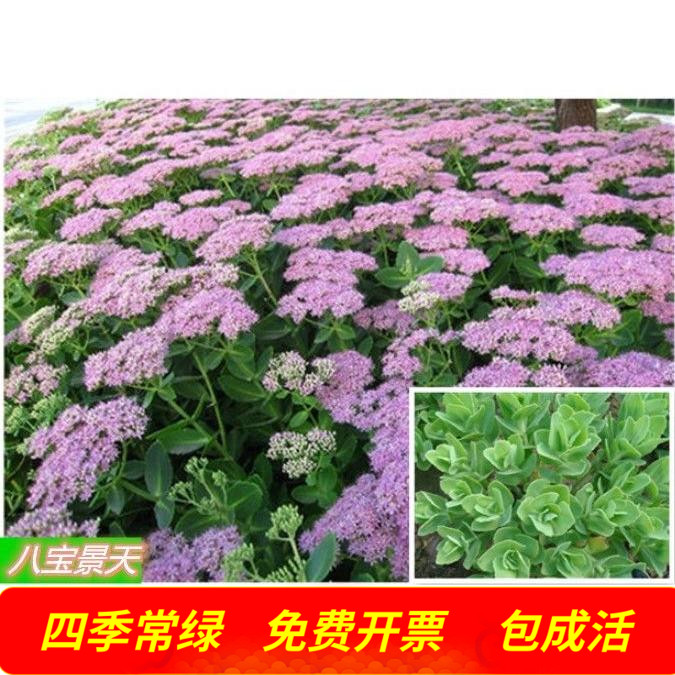 八宝景天小苗耐寒绿植盆栽止痒庭院绿化工程八宝景天