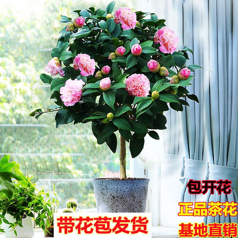 茶花苗四季开花盆栽树苗室内花卉大全室外庭院易活好