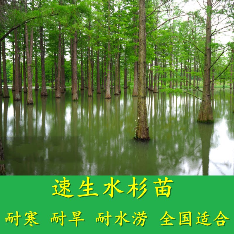 水杉苗水杉树苗 云杉池杉小苗 落羽杉中山杉树苗 庭院绿化景观树