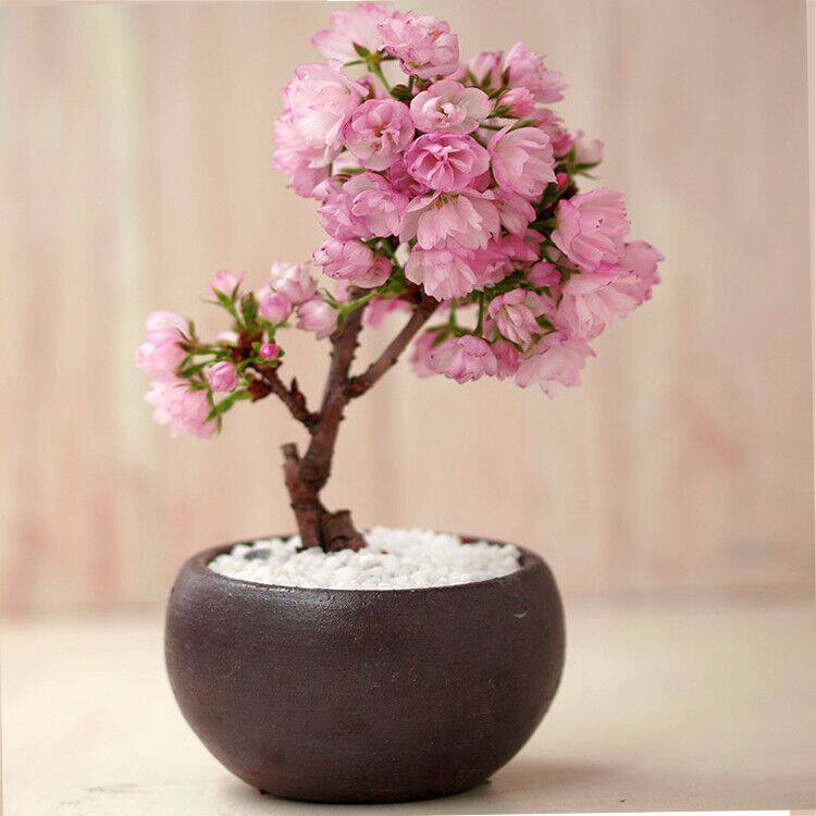 樱花树树苗日本樱花花苗盆景盆栽
