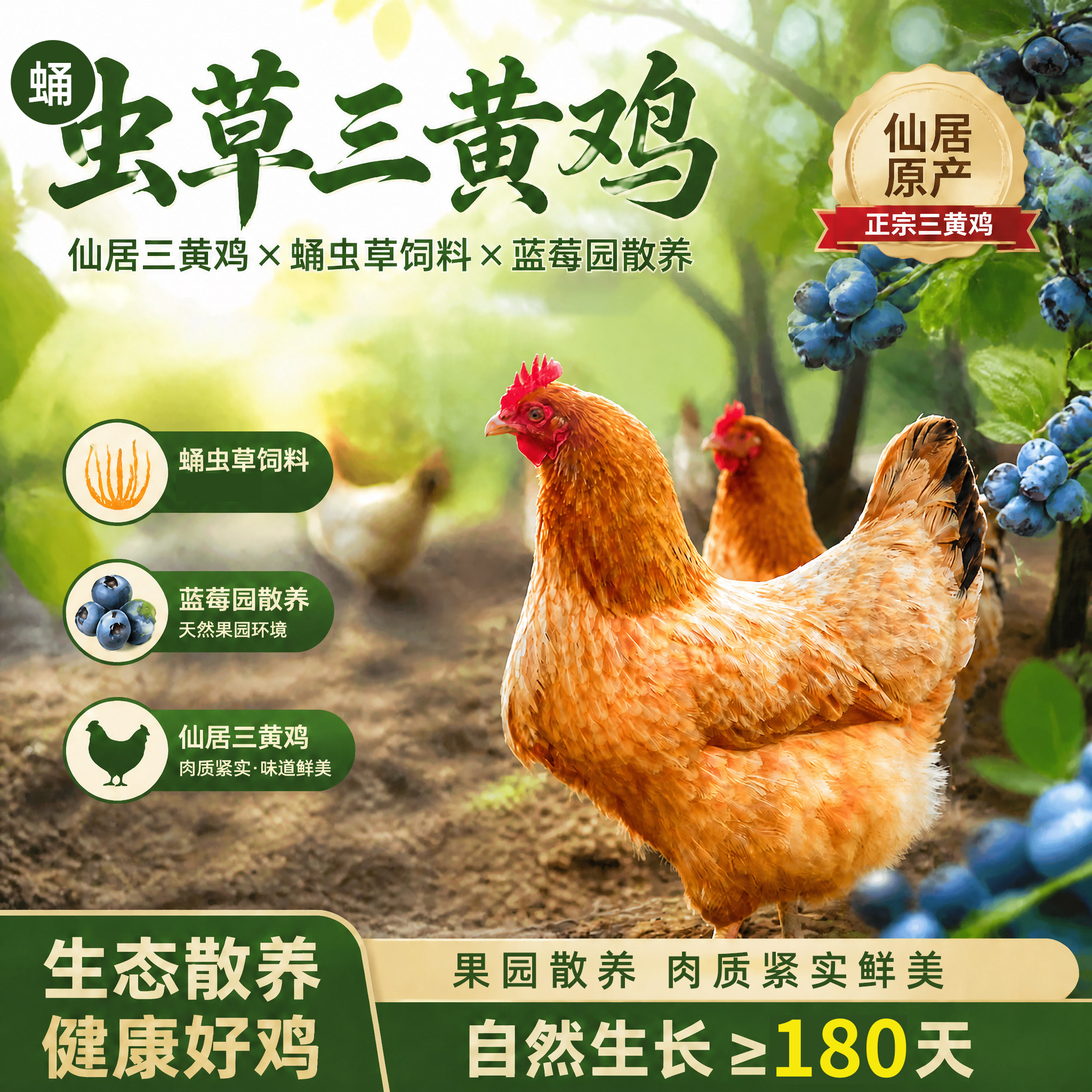 藏仙虫草三黄鸡整鸡仙居鸡
