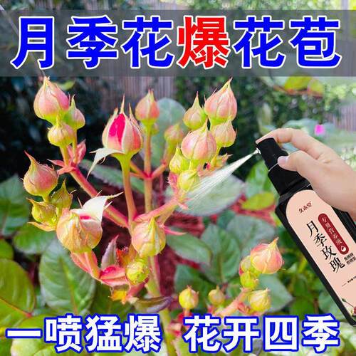 【急救】月季玫瑰专用营养液防黄叶不开花催花爆花发新芽营养液