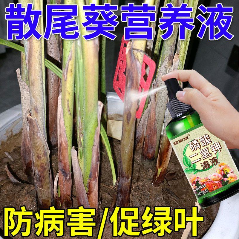 散尾葵专用营养液【免稀释】防黄叶烂根干枯病害促生长液体花肥